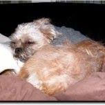 Hixons Dog
